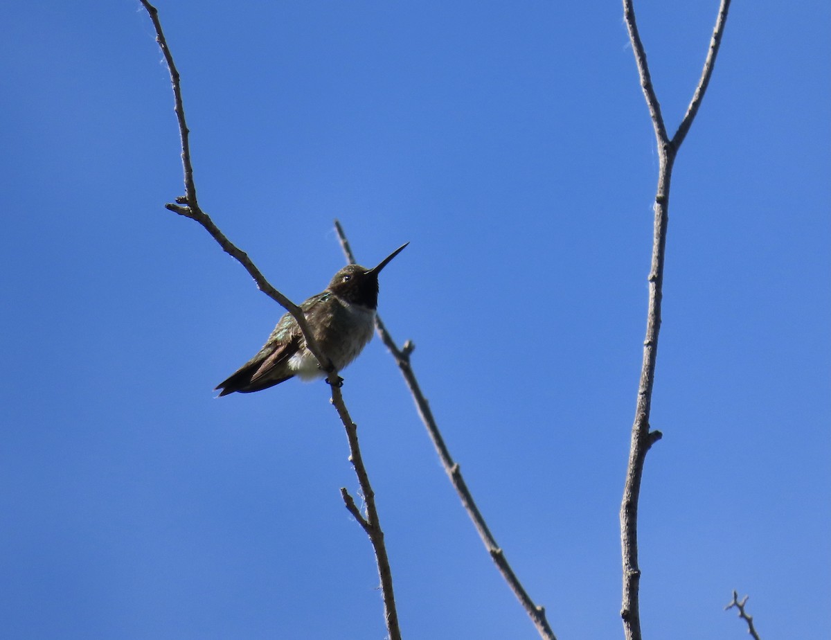 Colibri à gorge noire - ML659524176