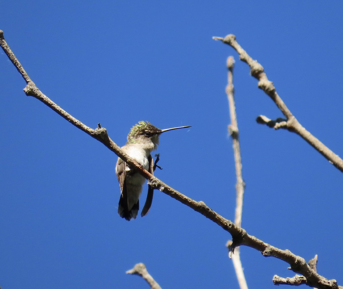 Colibri à gorge noire - ML659524177