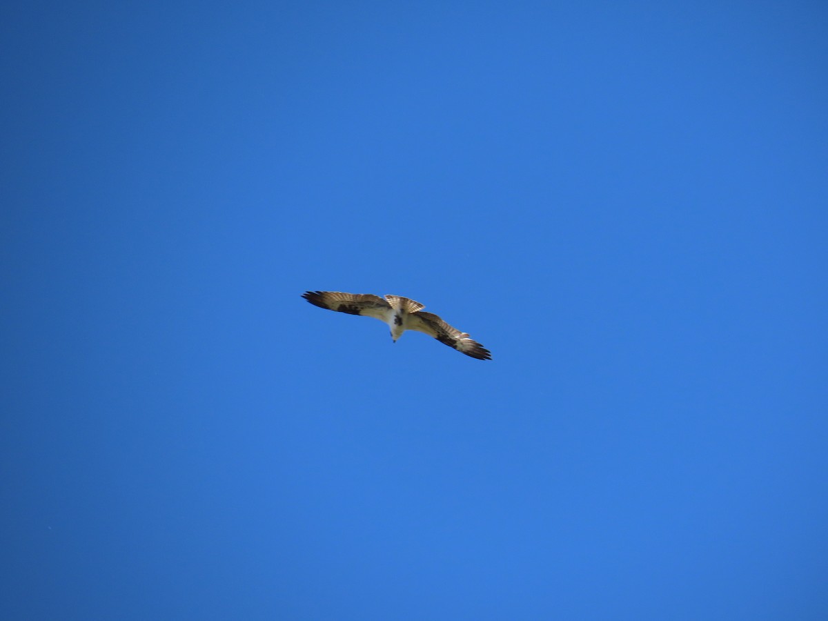 Balbuzard pêcheur - ML659524211