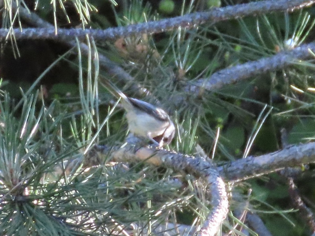 Mésange à tête noire - ML659524230