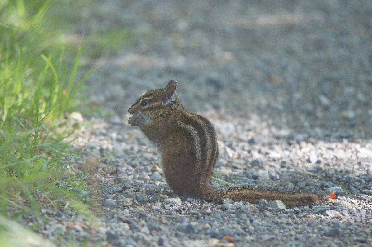 Townsend's Chipmunk - ML659524330