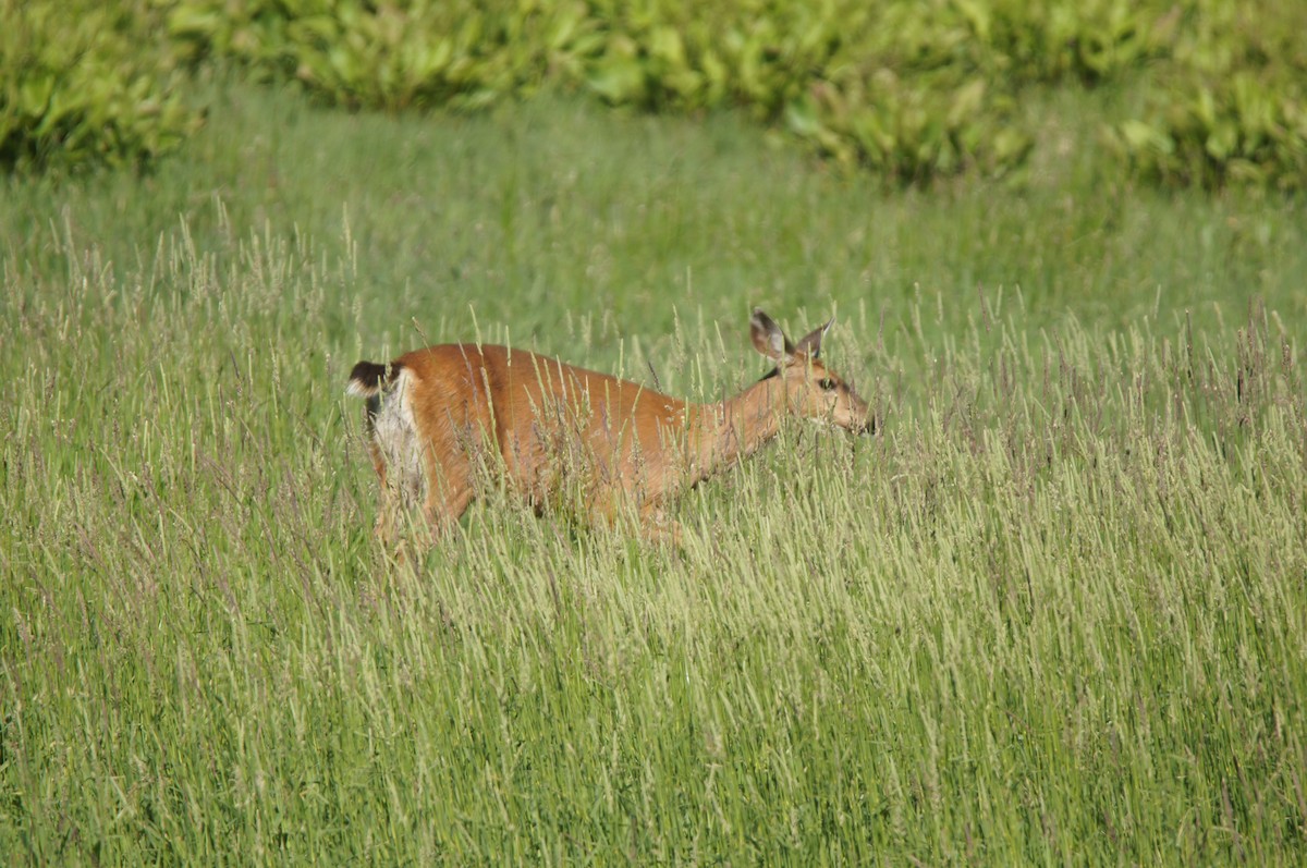 Columbian Black-tailed Deer - ML659524334