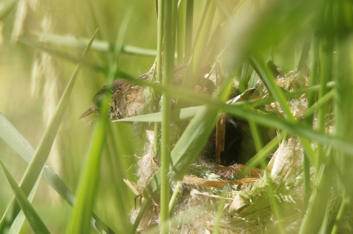 myrsmett - ML659524371