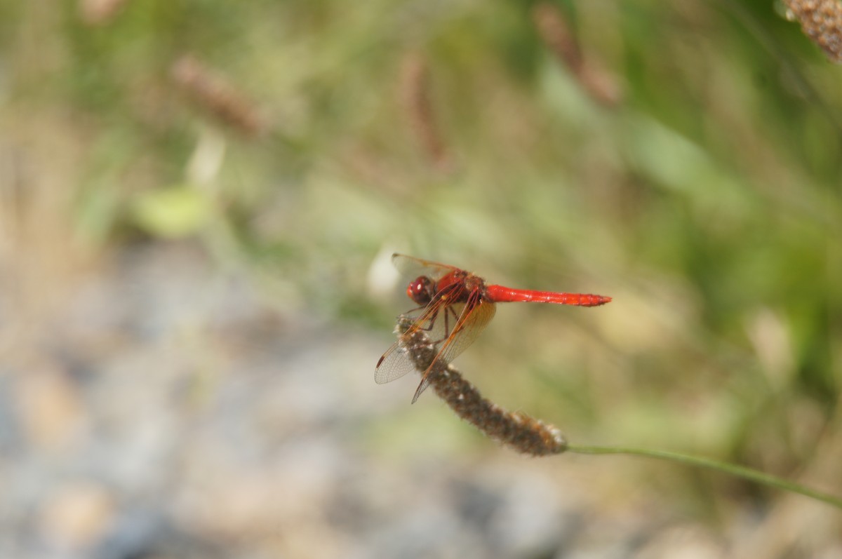 Cardinal Meadowhawk - ML659524421