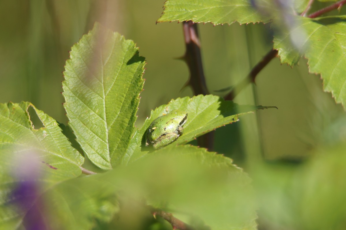 Pacific chorus frog - ML659524427