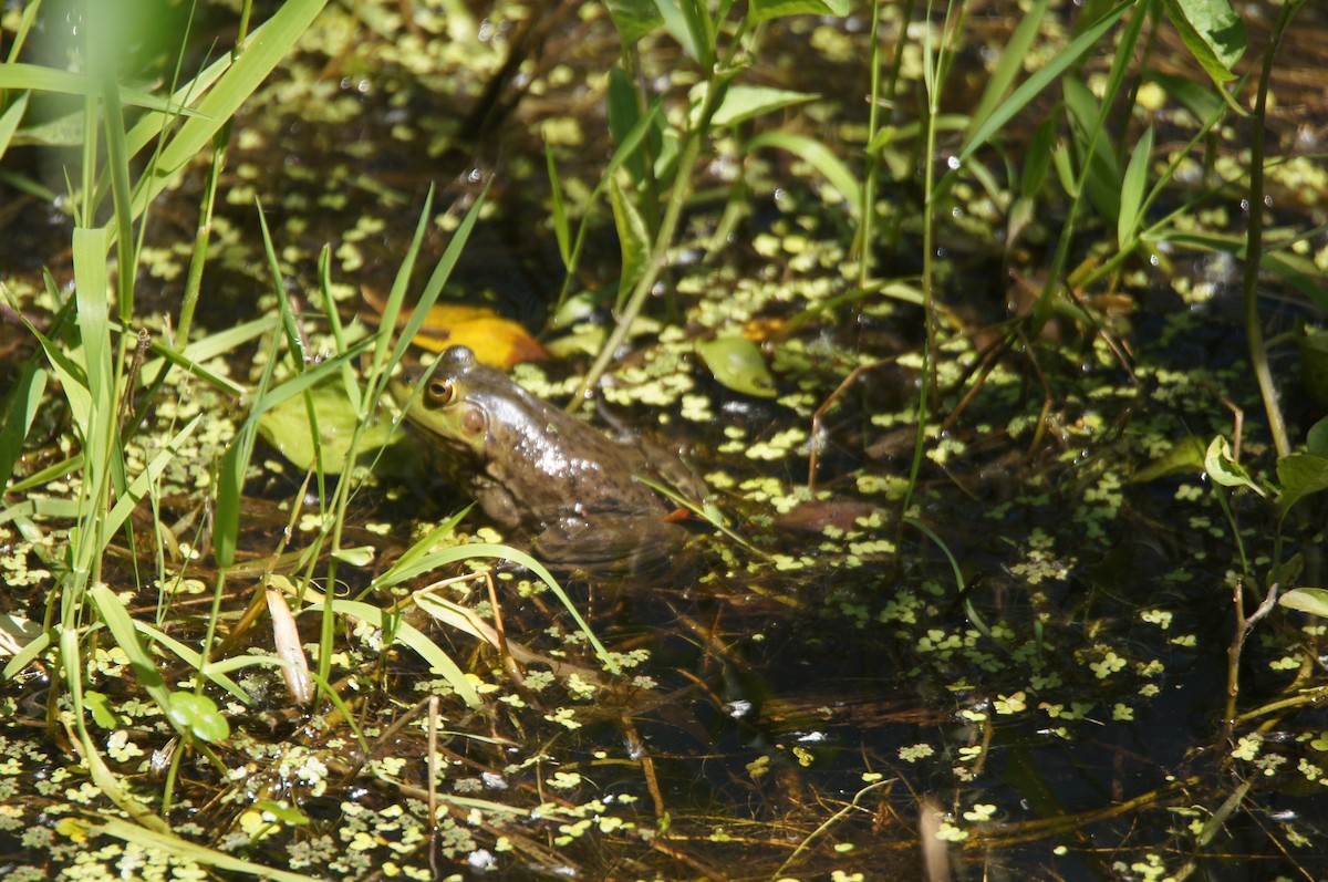 American Bullfrog - ML659524532