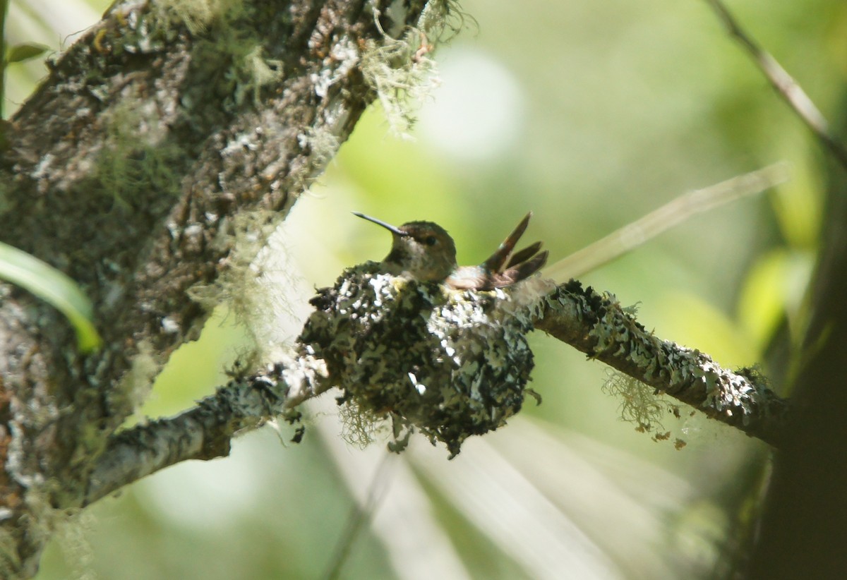 rødkolibri - ML659524630