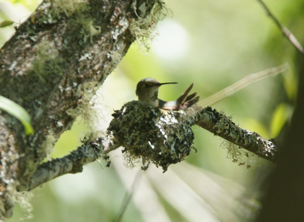 rødkolibri - ML659524631