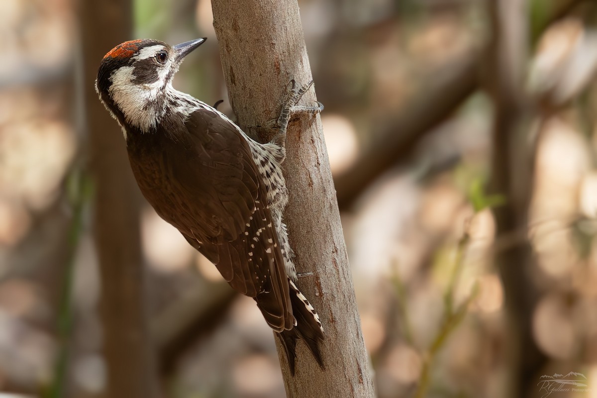 Arizona Woodpecker - ML659525136