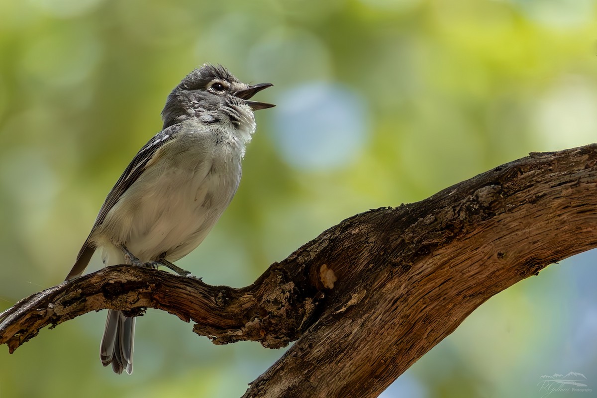Plumbeous Vireo - ML659525144