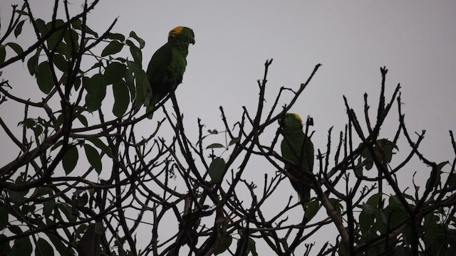 Yellow-naped Amazon - ML659525538