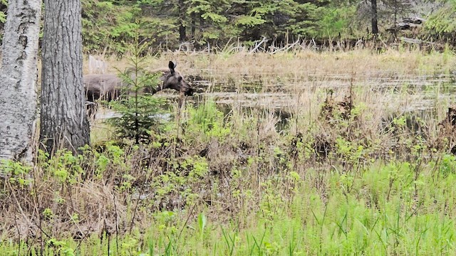 Alaskan Moose - ML659525787