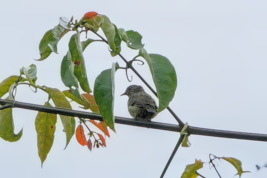 Plain Flowerpecker - ML659525918