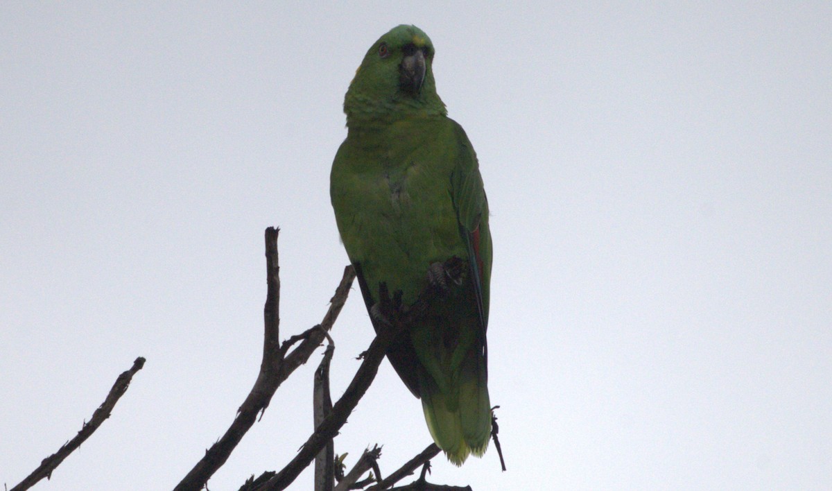 Yellow-naped Amazon - ML659525968