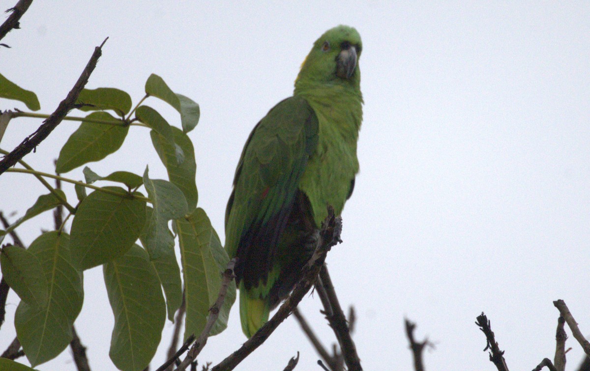 Yellow-naped Amazon - ML659525969