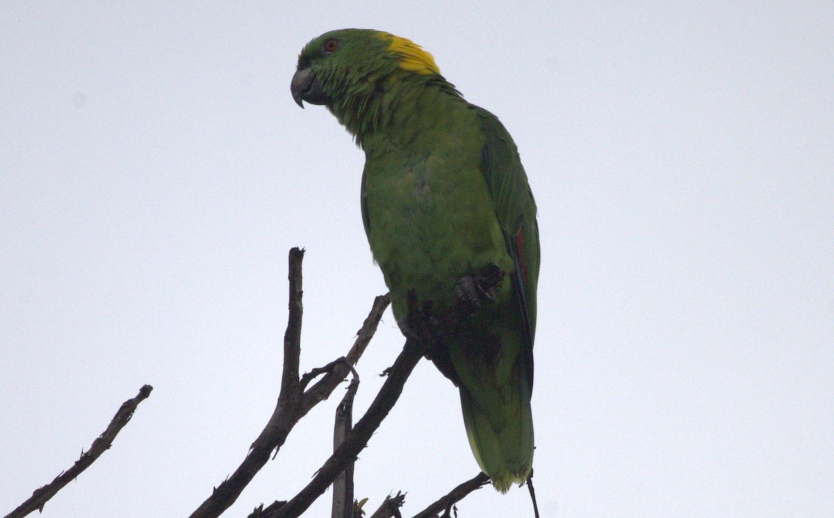 Yellow-naped Amazon - ML659525970