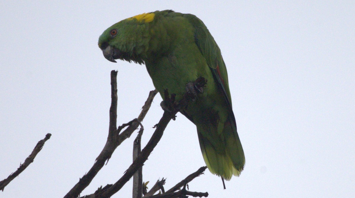 Yellow-naped Amazon - ML659525971