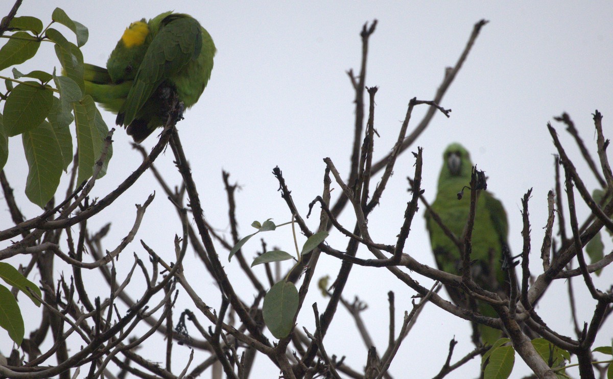 Yellow-naped Amazon - ML659525972