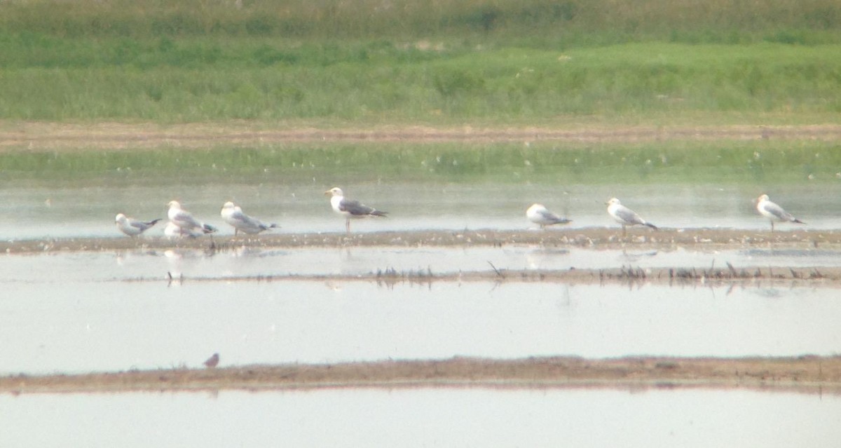 Lesser Black-backed Gull - Dennis Wiesenborn