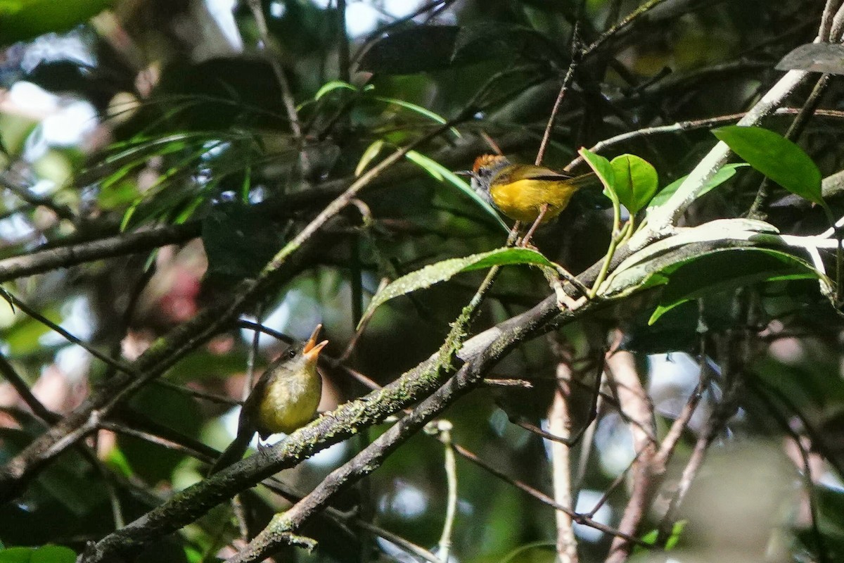 Mountain Tailorbird - ML659526057
