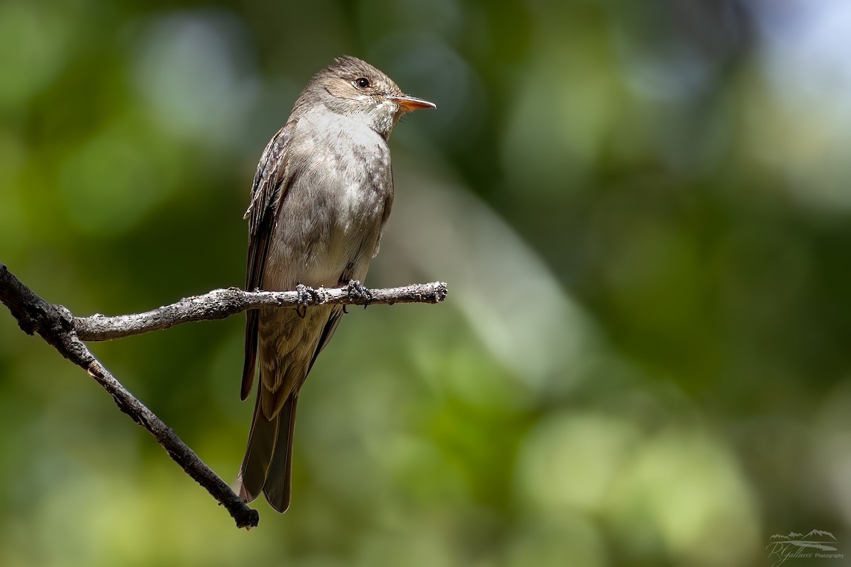 Western Wood-Pewee - ML659526097