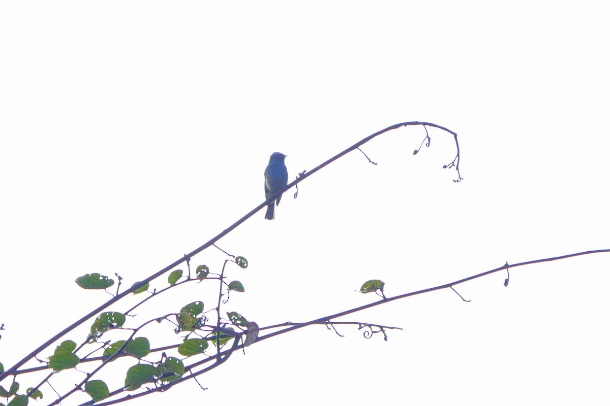 Indigo Flycatcher - ML659526214