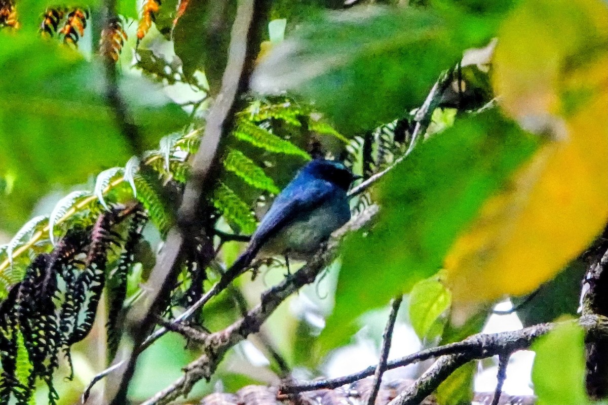 Indigo Flycatcher - ML659526227