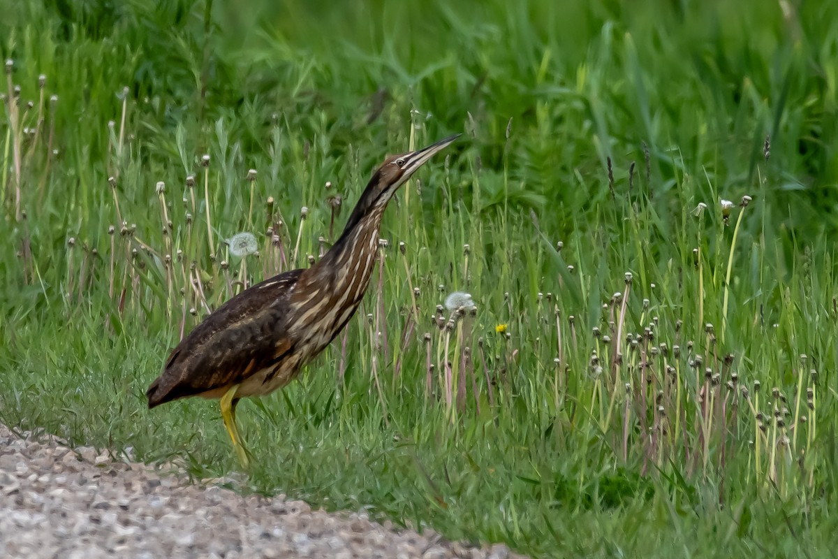 American Bittern - ML659527858