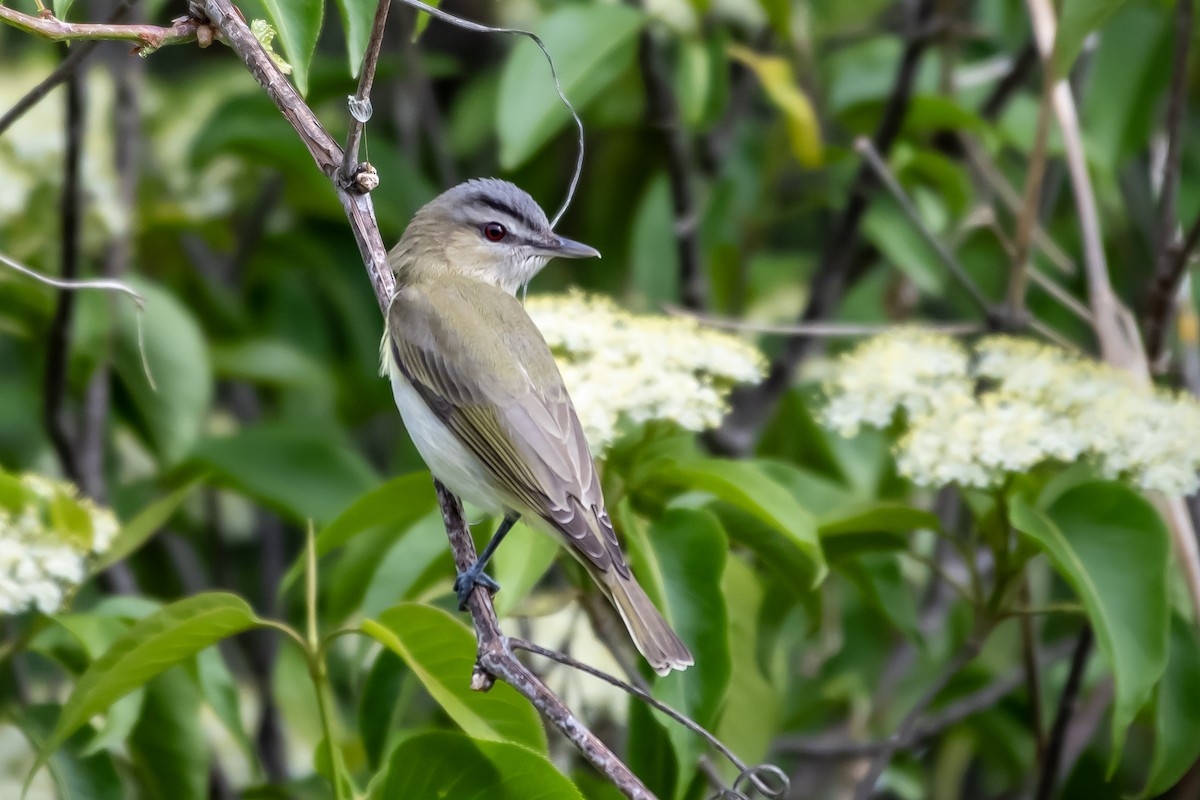 Red-eyed Vireo - ML659527873