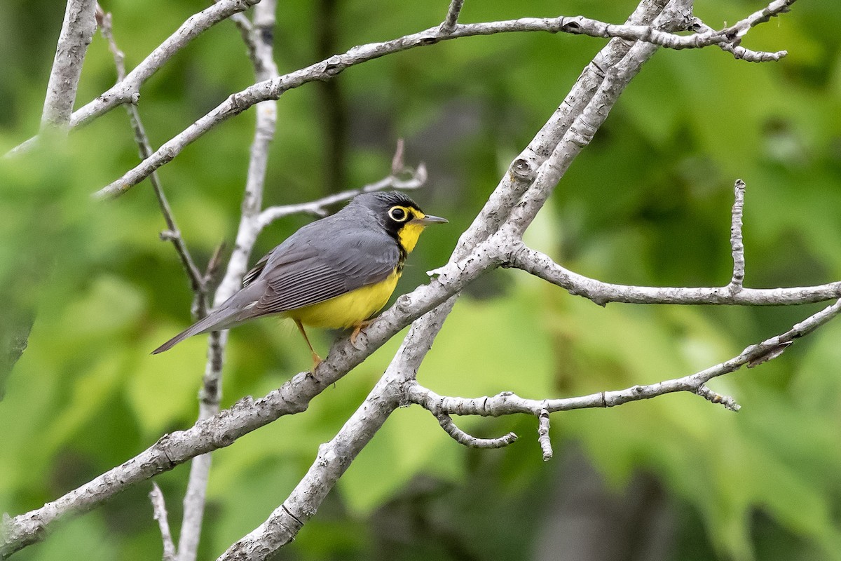 Canada Warbler - ML659527880