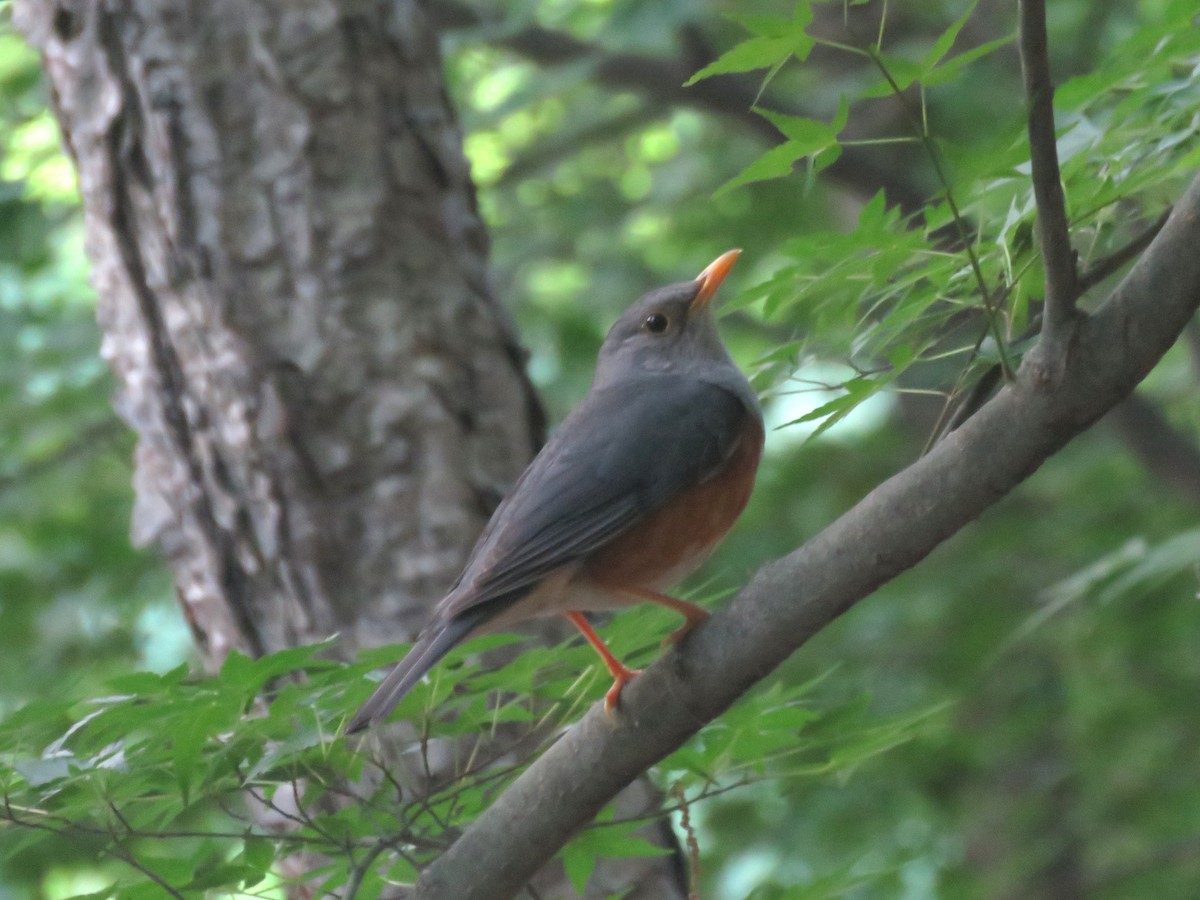 カラアカハラ - ML659528071