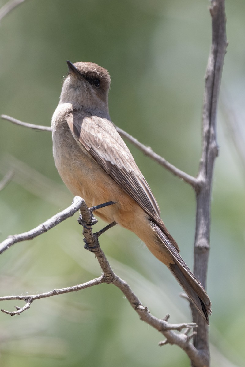 Say's Phoebe - ML659528218