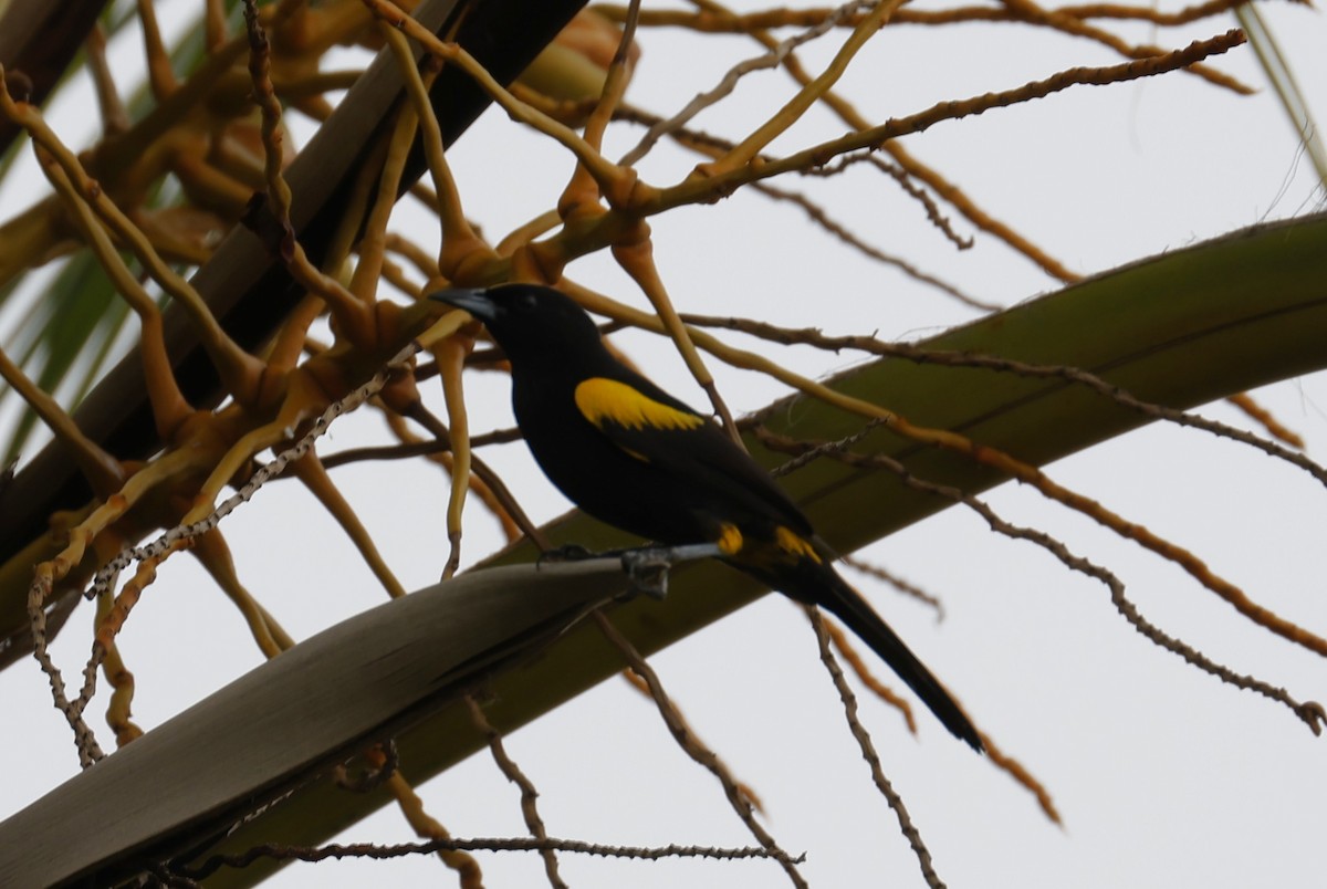 Cuban Oriole - ML659528222