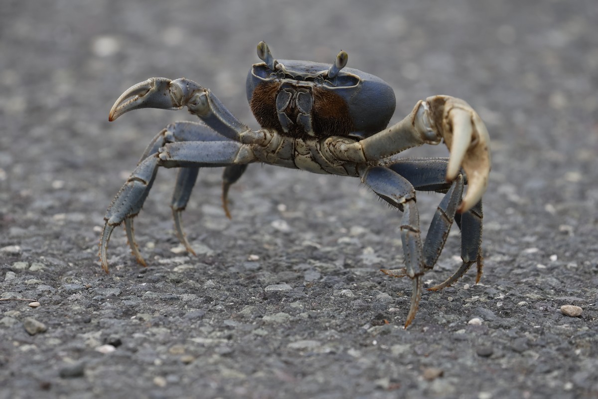 Blue Land Crab - ML659528469