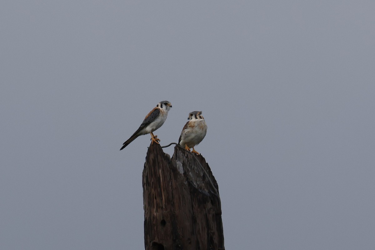 American Kestrel (Cuban) - ML659528612