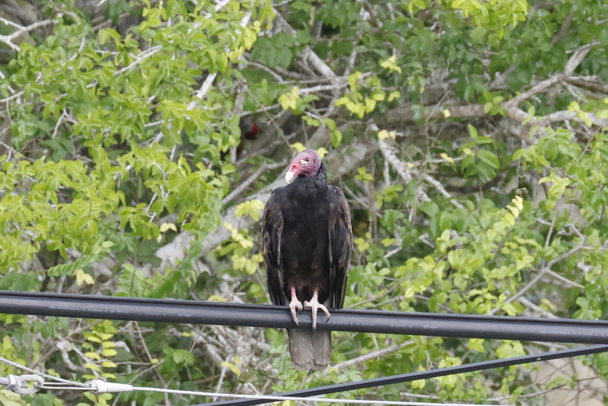 Turkey Vulture - ML659528658
