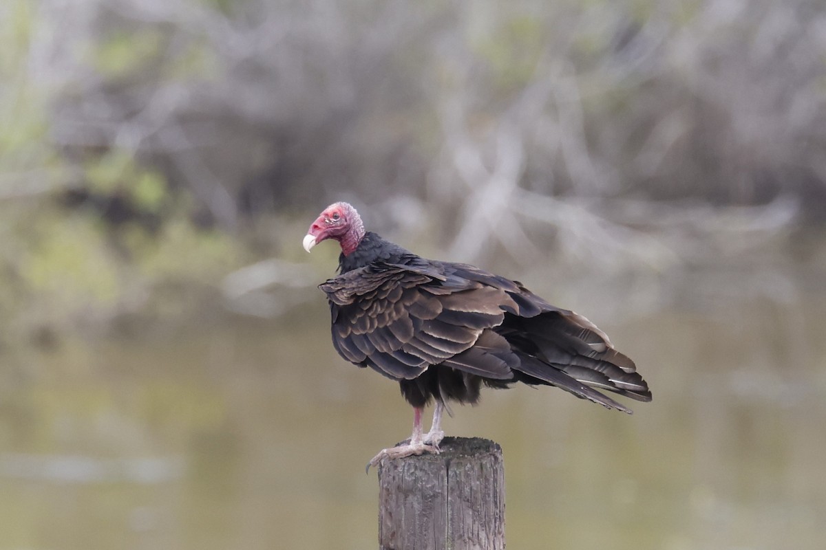 Turkey Vulture - ML659528659