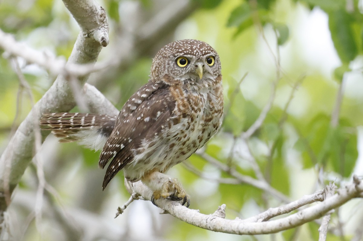 Cuban Pygmy-Owl - ML659528731