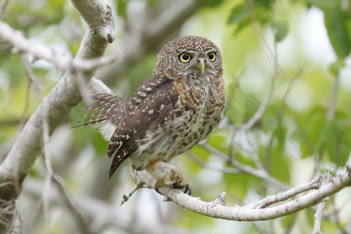 Cuban Pygmy-Owl - ML659528733