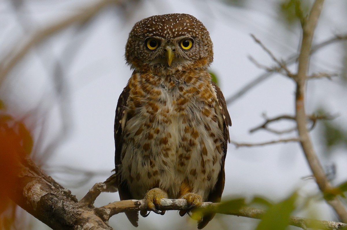 Cuban Pygmy-Owl - ML659528734