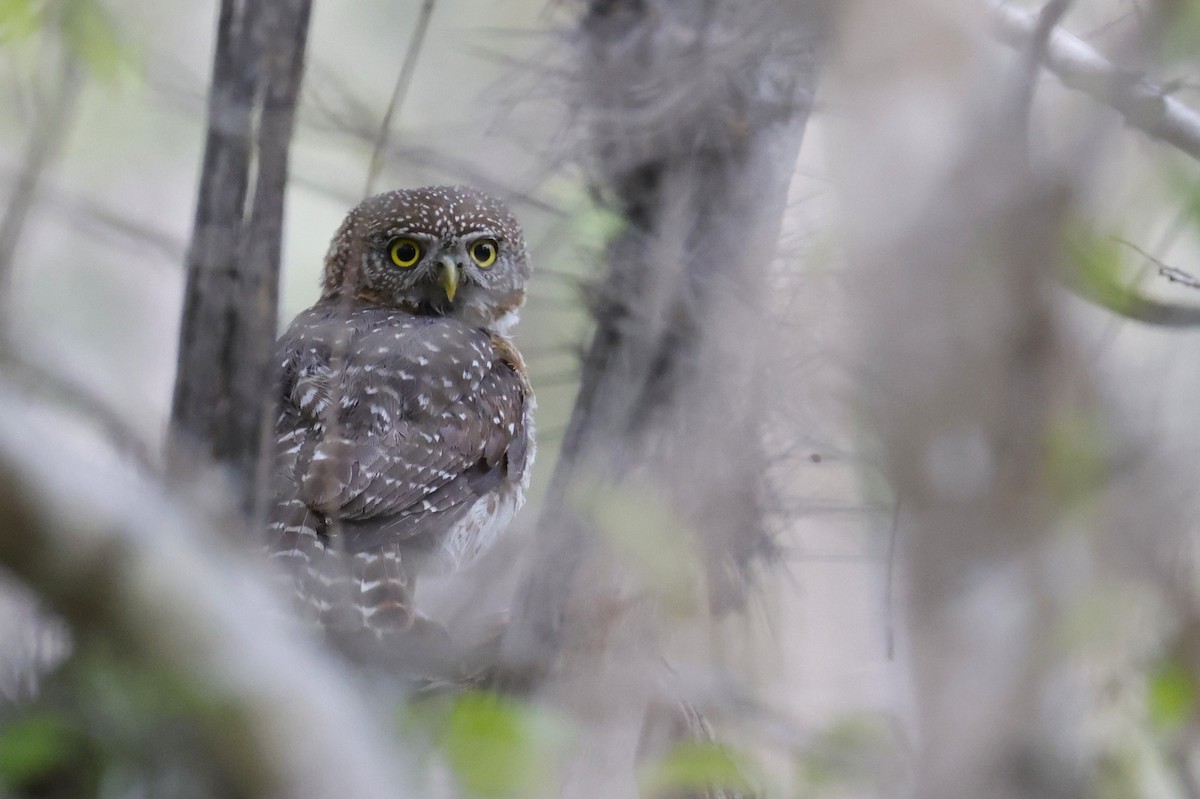 Cuban Pygmy-Owl - ML659528736