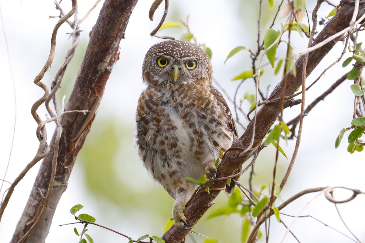 Cuban Pygmy-Owl - ML659528737