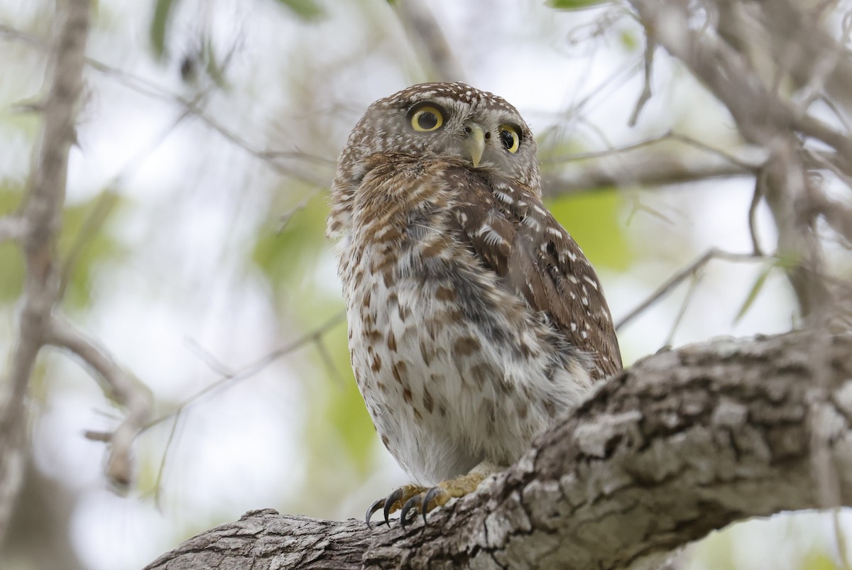 Cuban Pygmy-Owl - ML659528738