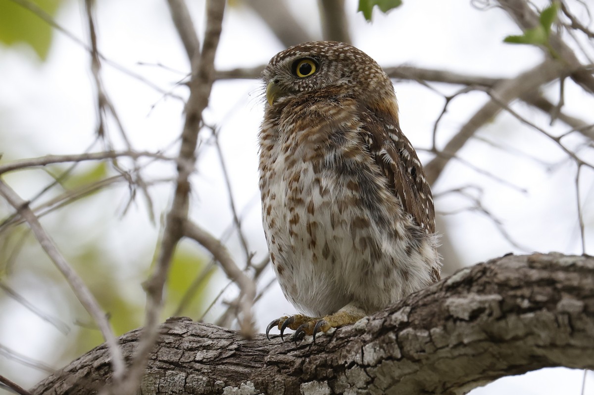 Cuban Pygmy-Owl - ML659528739