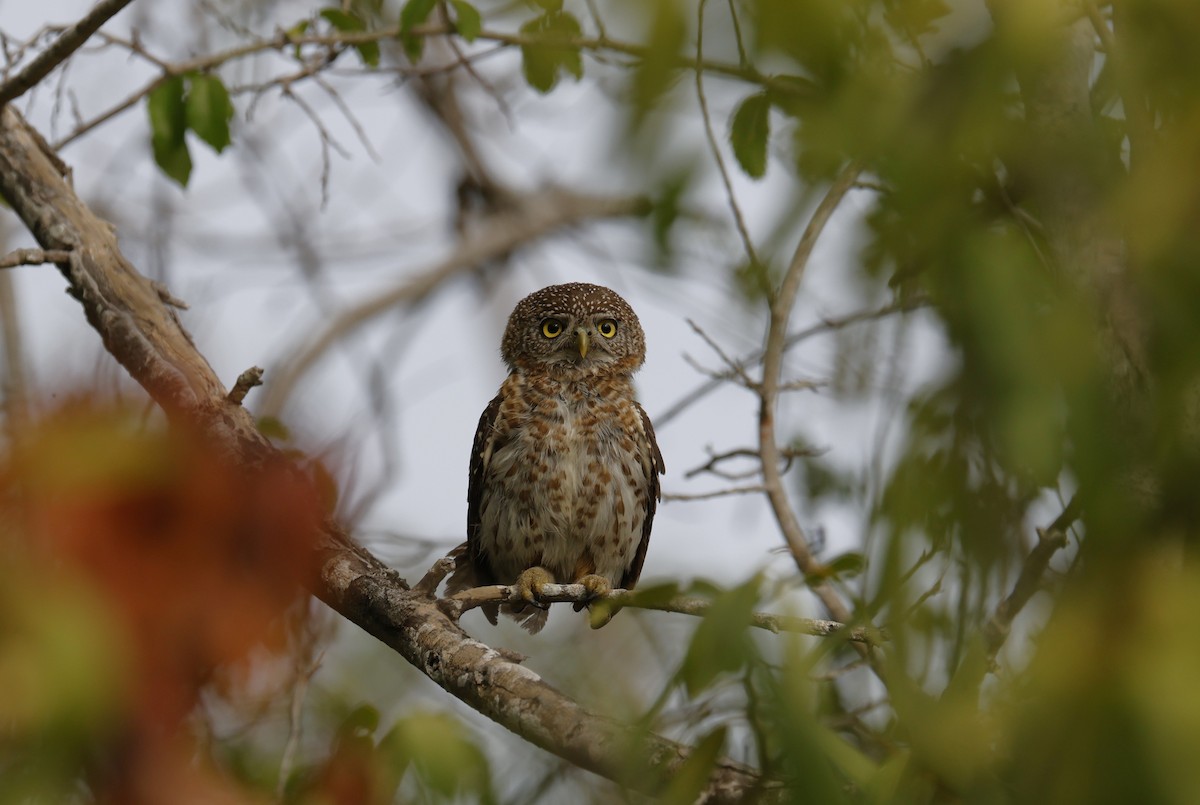 Cuban Pygmy-Owl - ML659528740