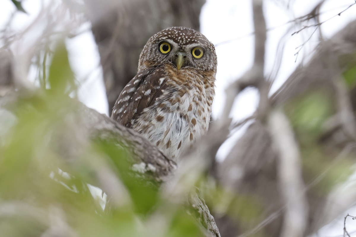 Cuban Pygmy-Owl - ML659528741