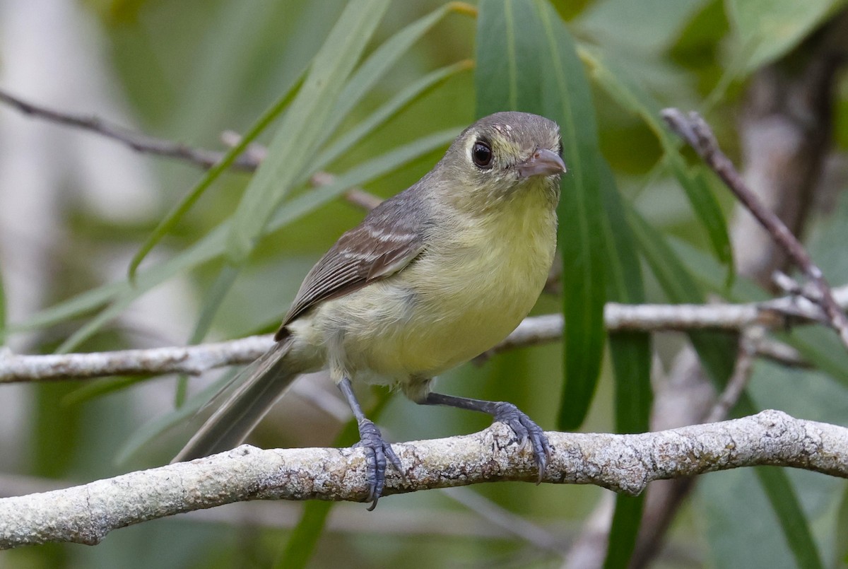 Cuban Vireo - ML659528775