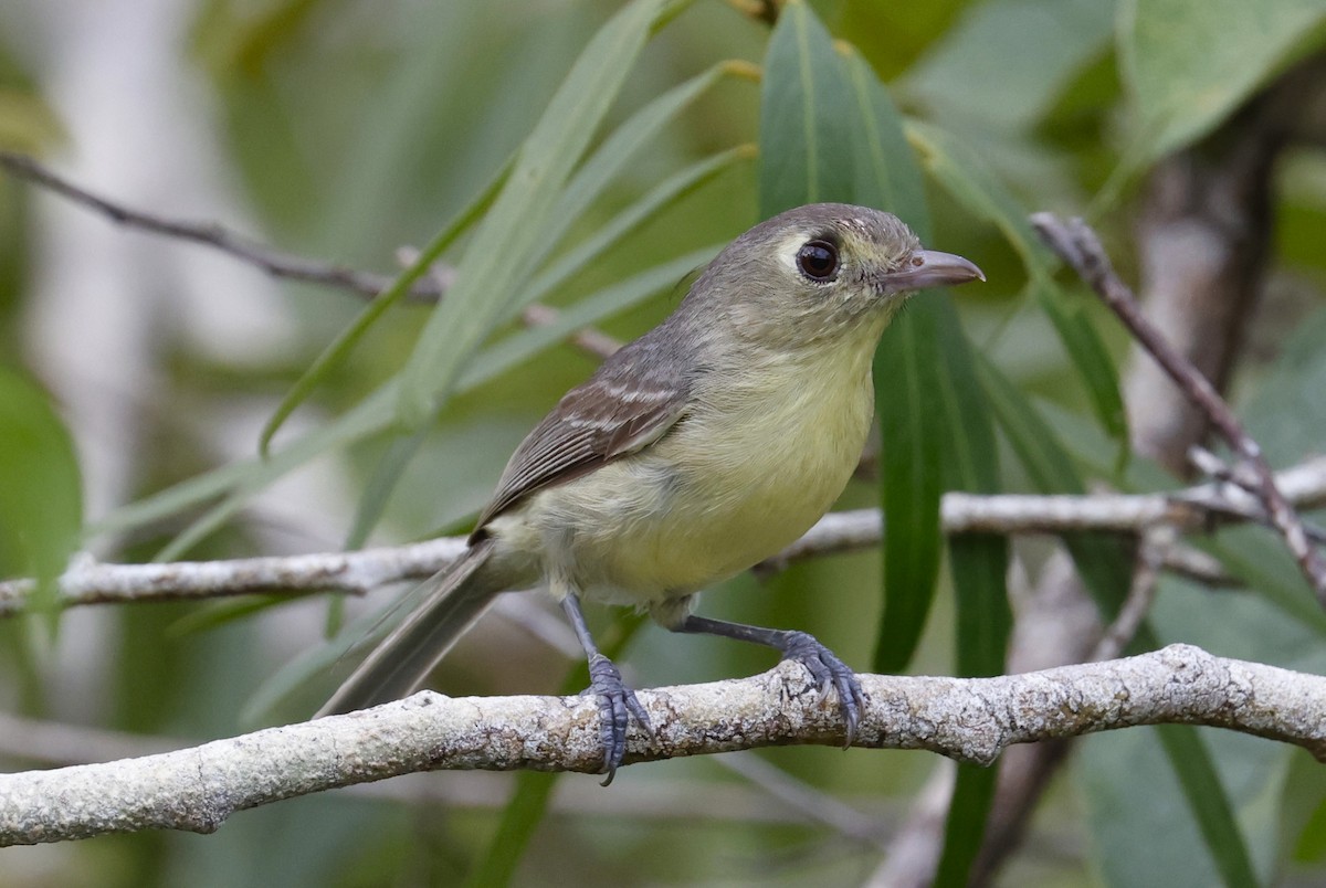Cuban Vireo - ML659528776