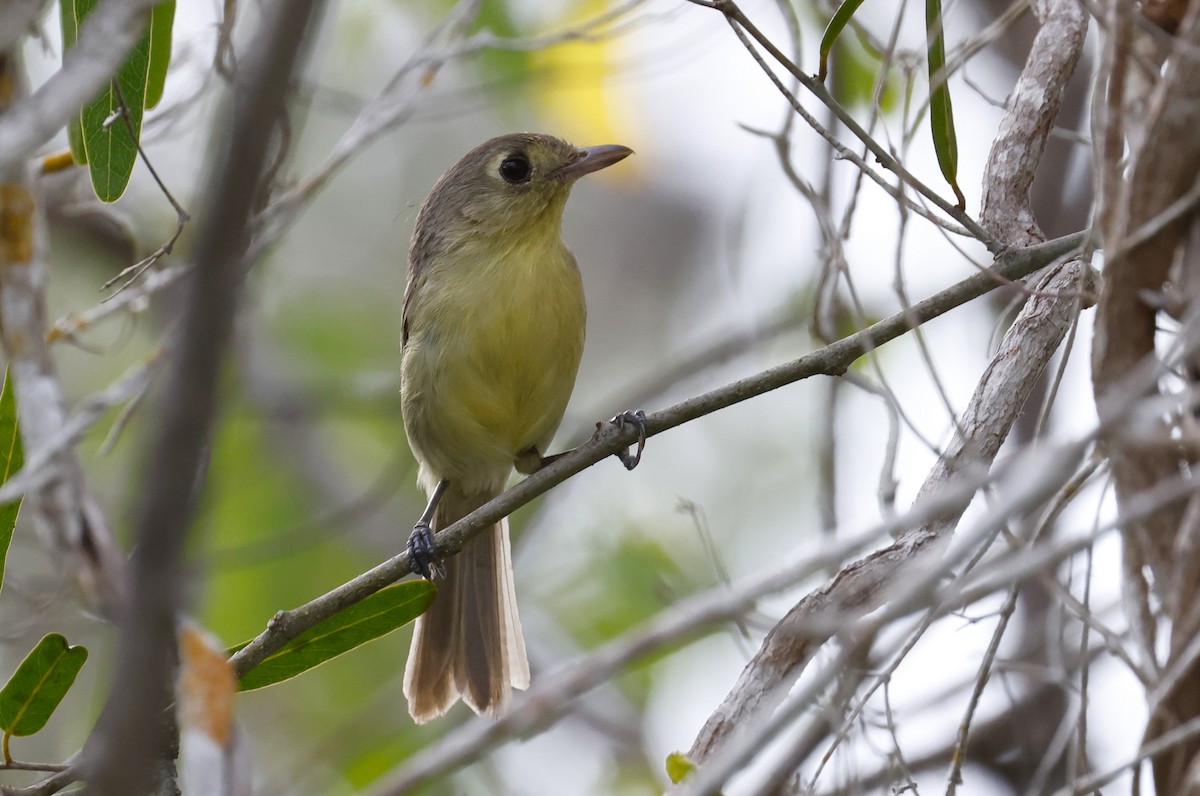 Cuban Vireo - ML659528777