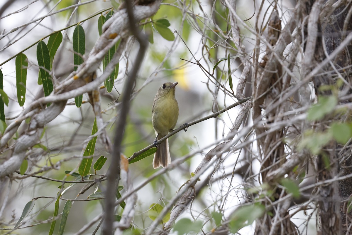 Cuban Vireo - ML659528778